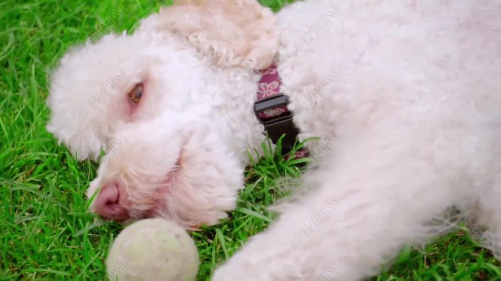 Whitepoodledogplayingwithball.Dogwithtoy.Cutedoggnawballongrass