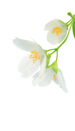 花朵白色花朵图片