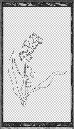 手绘铃兰植物花卉插画黑白装饰线稿手抄海报免扣元素