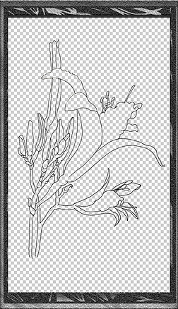 萱草手绘植物花卉插画黑白装饰线稿海报免扣元素