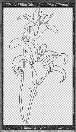 手绘植物花卉插画黑白装饰线稿手抄报海报免扣元素