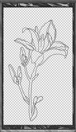 手绘植物花卉插画黑白装饰线稿萱草免扣元素