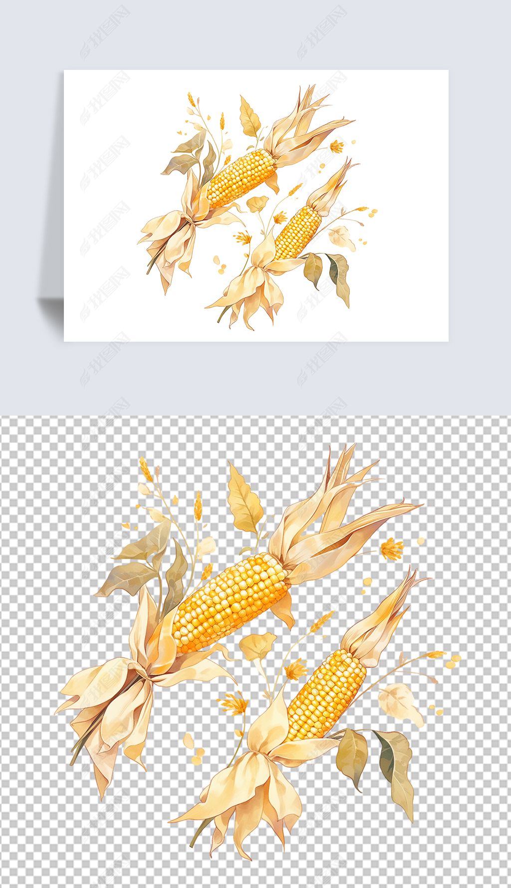 玉米苞米麦子庄稼农作物免抠素材插画