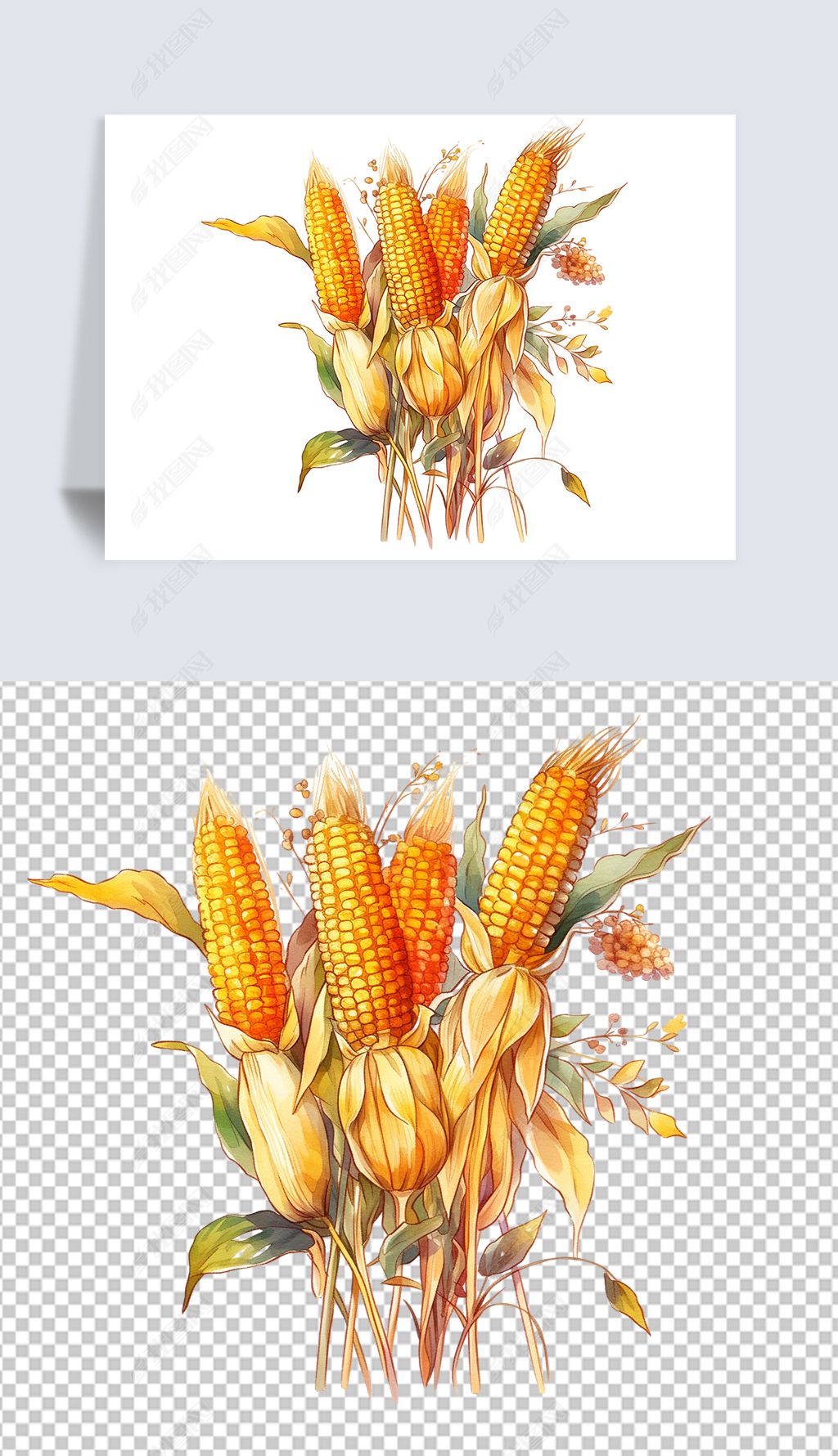玉米苞米麦子庄稼农作物免抠素材插画