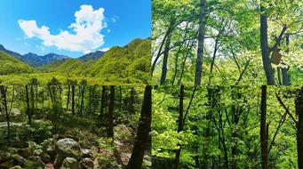 4K����ɭ��ɽ������Ψ���⾳�ྵͷ