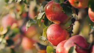 ��԰����ʵ���ۣ��������