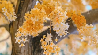 �����£��������˱ǣ���ƵĻ������֦ͷ