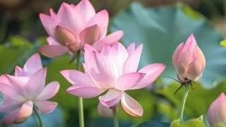 �ɻ��رߣ��ɻ�ʢ������Ҷ����趯