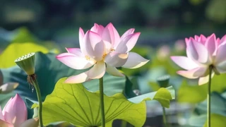 �ɻ�����ɻ�ʢ������Ҷ��ɡ�ǰ�չ��