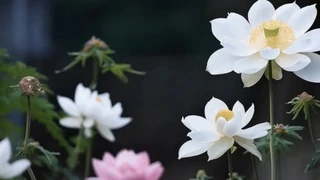 �ɻ��Ͳ�һ��ɳ�����