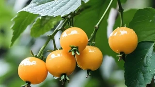 ��ɫ��Ұ����ɫ����