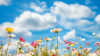 ������ƣ���ɫ������Ѥ�����