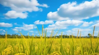 ������ƽ�Ƶ���Ψ�����