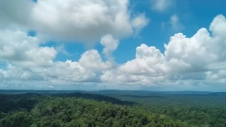 ������ƣ�ï��ɭ�֣�����֮��