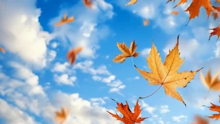 ������������Ҷ��ƻ����Ҷ֮��