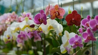 �������ң�����Ʒ�ֵ��������涷��