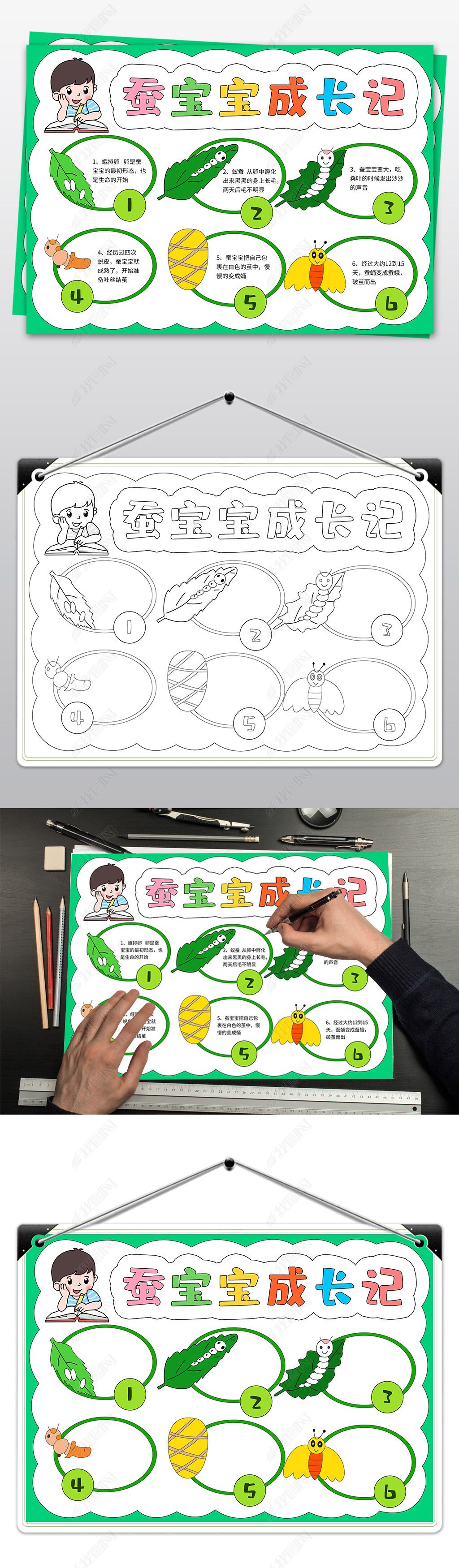 原创养蚕小报蚕宝宝成长记手抄报观察日记手抄报-版权可商用