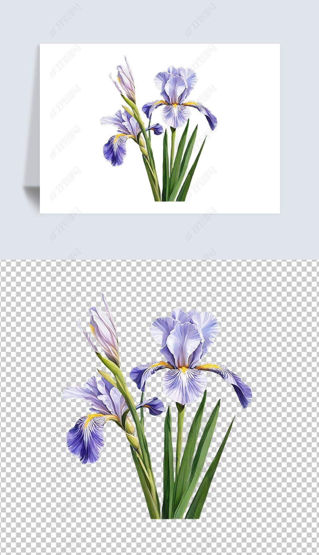 原创唯美紫色蓝色白色鸢尾花卉透明png免抠素材-版权可商用
