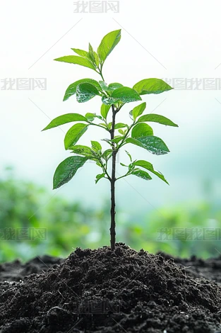 ֲ�������������Ӱͼ