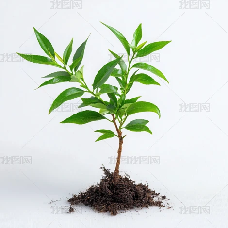 ֲ�������������Ӱͼ