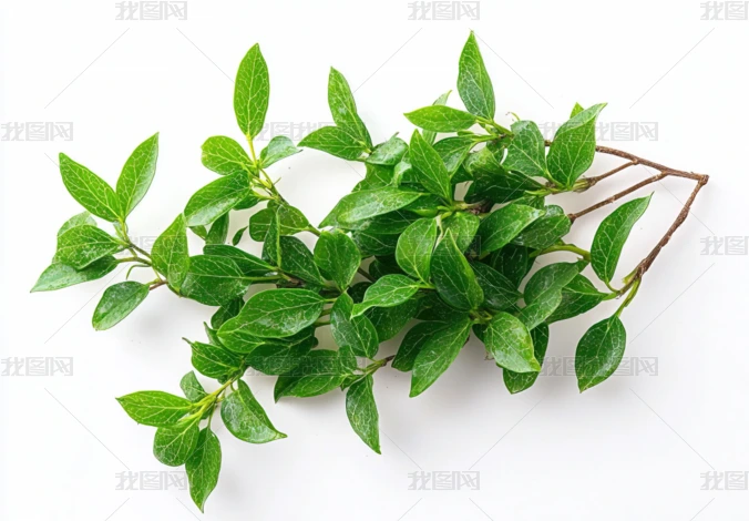 ֲ�������������Ӱͼ