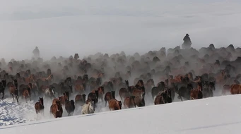 ���������ڶ��յ�ѩ����