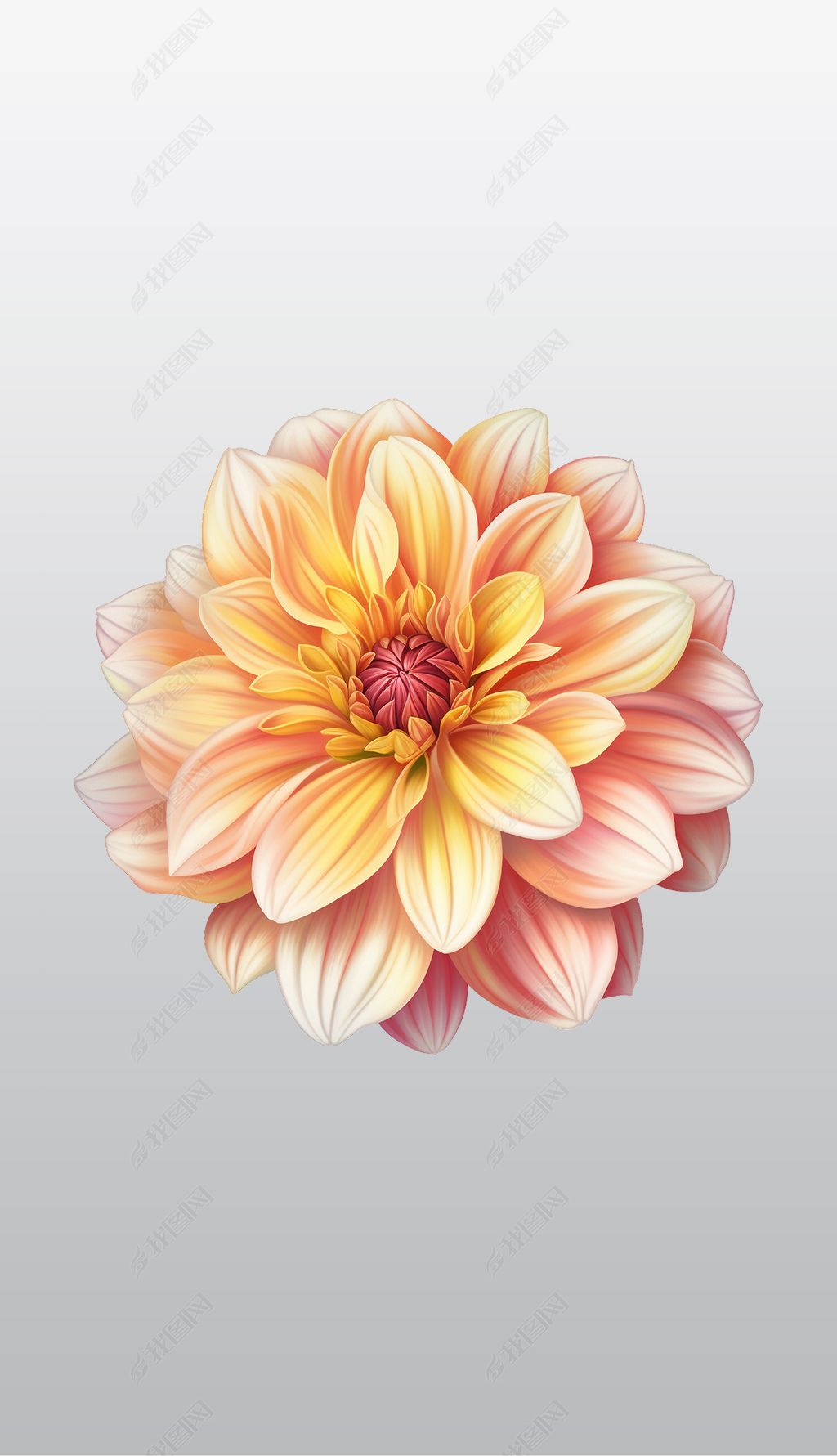 原创逼真的大丽花插画高清透明免抠png图片素材