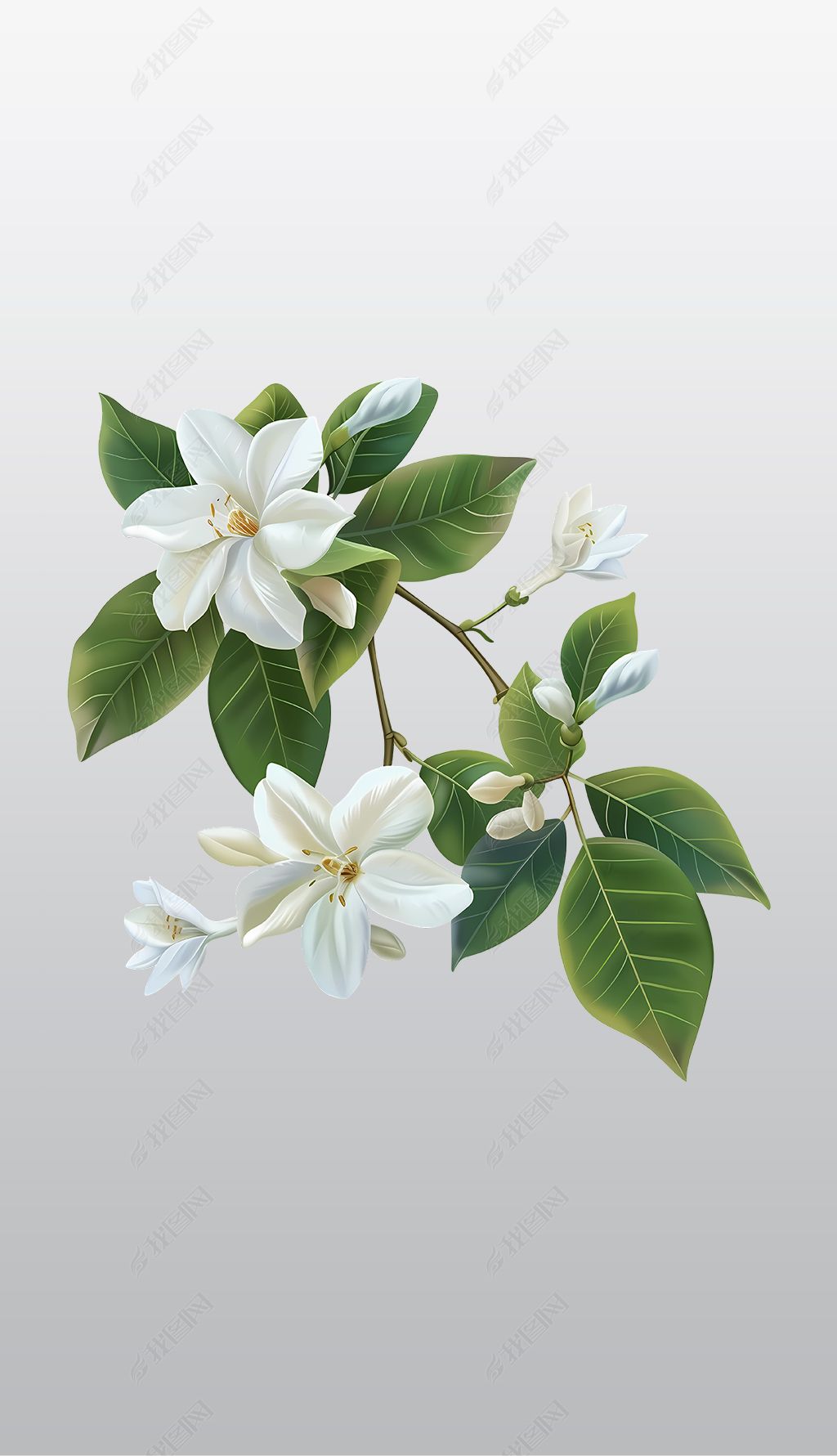原创带有绿叶的白色花朵高清透明免抠png图片素材