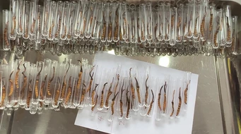 �����Ĳ�ʵ����Ƶ