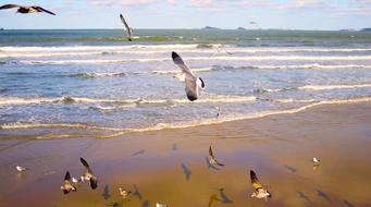 ɳ̲����������ĺ�ŸȺ.mp4