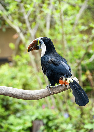 白嘴动物鸟类摄影图|动物园摄影图红嘴巨嘴鸟可爱
