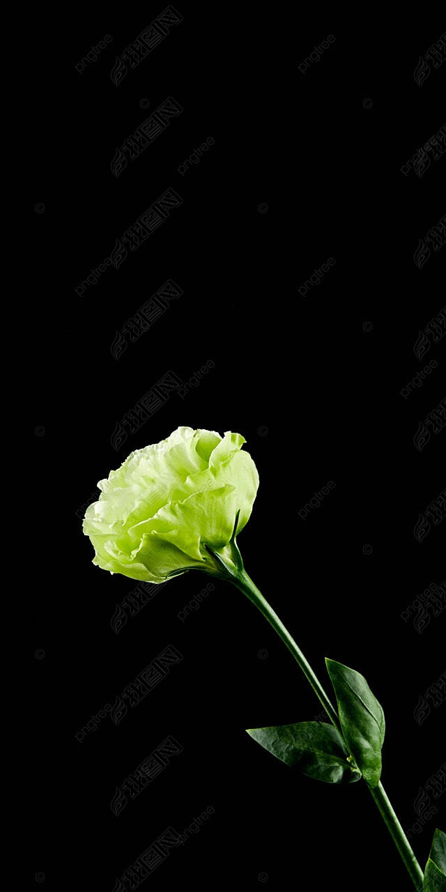 洋桔梗鲜花黑色背景植物摄影图