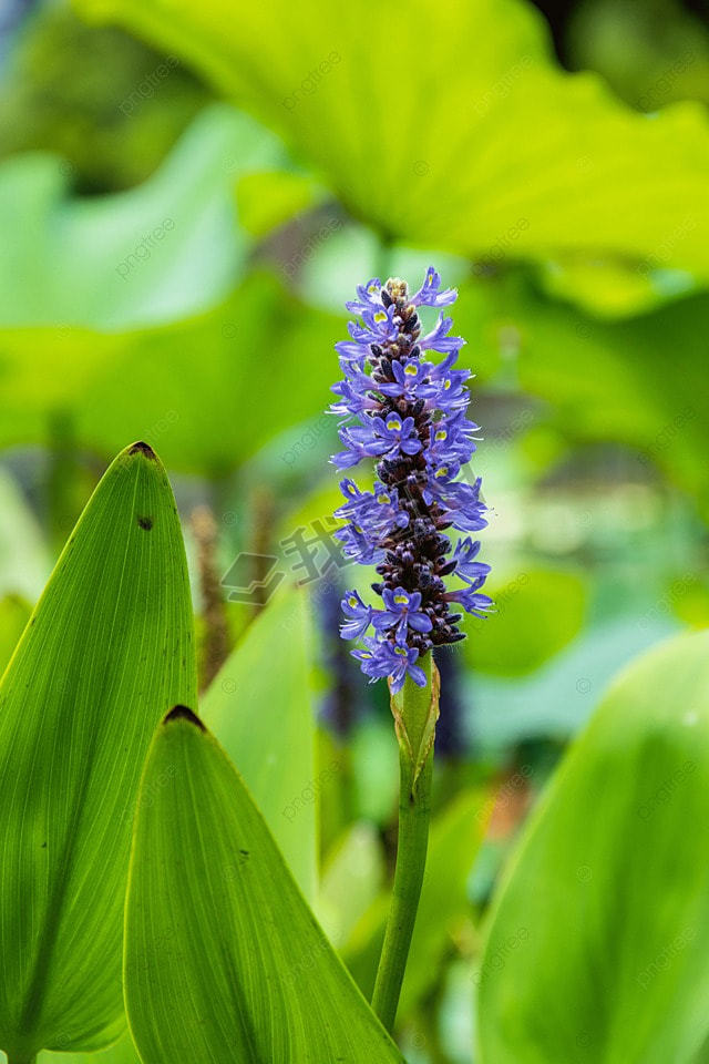 pontederia cordata ɫ㻨ֲӰͼ