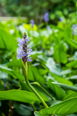 pontederia cordata ɫ Ӱͼ ֲﻨ