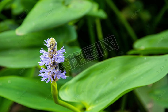 pontederia cordata ɫӰͼƬֲ