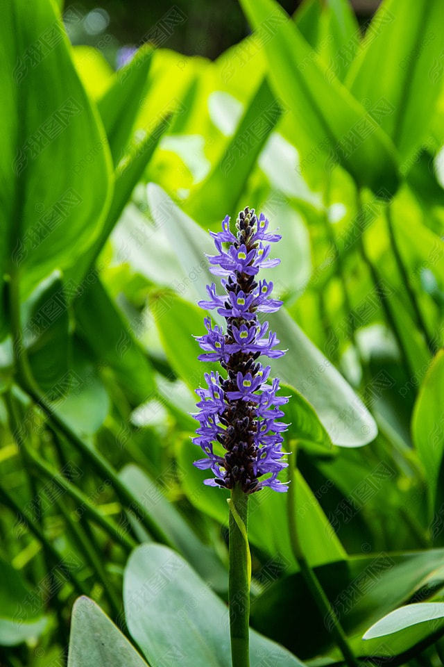 pontederia cordata ɫ ӰͼƬ