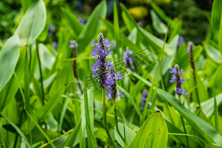 pontederia cordata ɫӰͼ