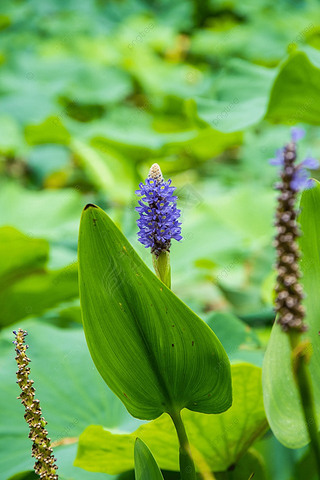 pontederia cordata ɫ Ӱͼ ֲﻨ