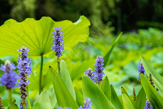 pontederia cordata ɫĻ Ӱ ͼƬ  ֲ