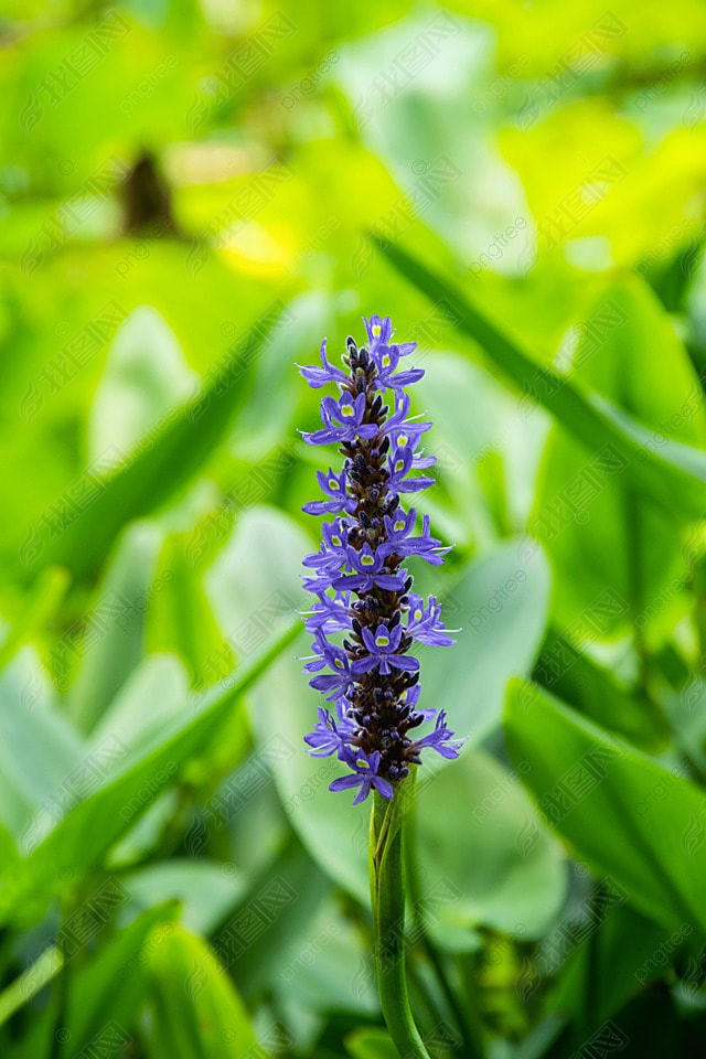 pontederia cordata ɫ Ӱͼ