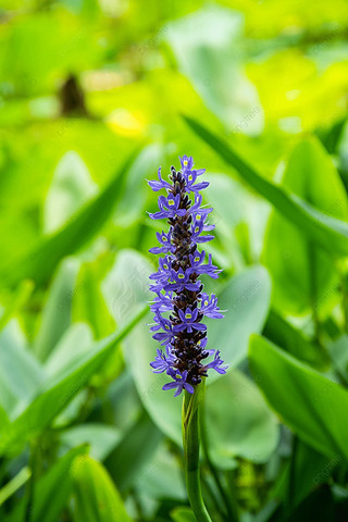 pontederia cordata ɫ Ӱͼ