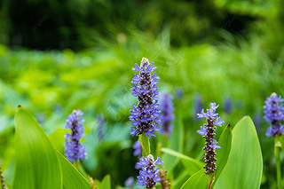 pontederia cordata ɫĻ ֲ Ӱ ͼƬ ʻ