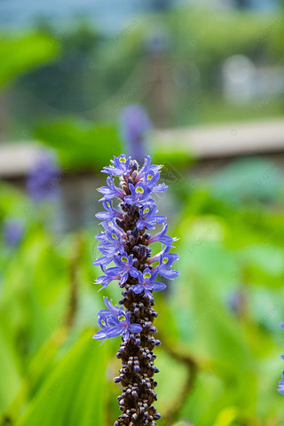 pontederia cordata ɫӰͼƬ껨ֲ