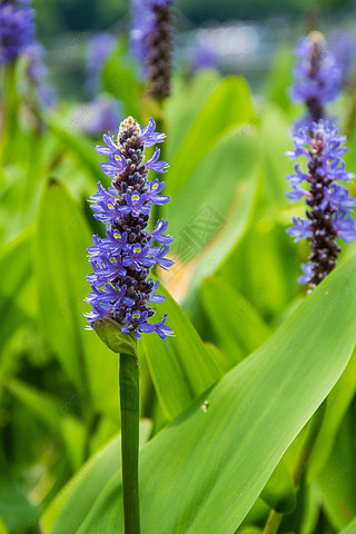 pontederia cordata ɫӰͼƬֲﻨ