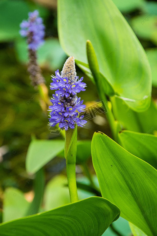 pontederia cordata ɫ ӰͼƬ