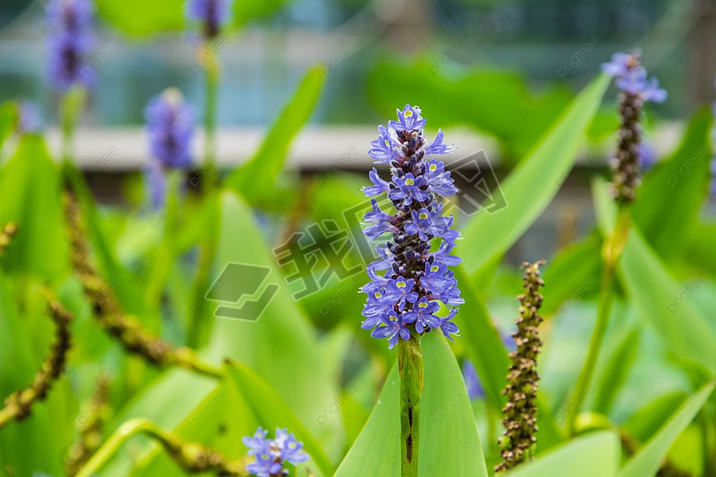 pontederia cordata ɫӰͼ