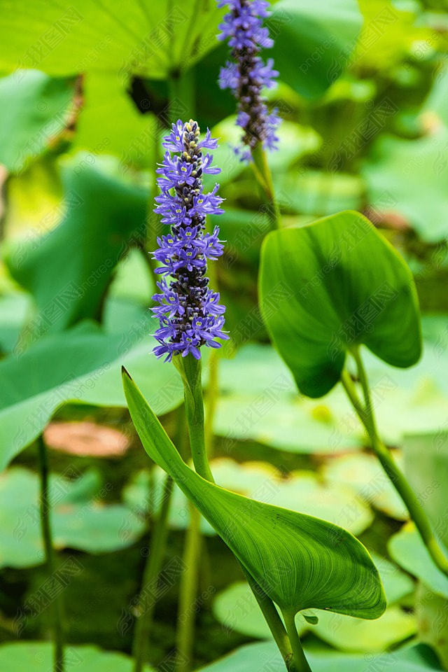 pontederia cordata ɫ ӰͼƬ