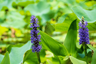 pontederia cordata ɫĻ Ӱ ͼƬ ʻ