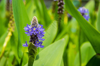 pontederia cordata ɫ Ӱͼ  