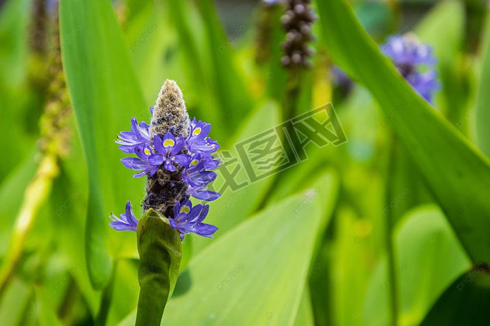 pontederia cordata ɫ Ӱͼ  